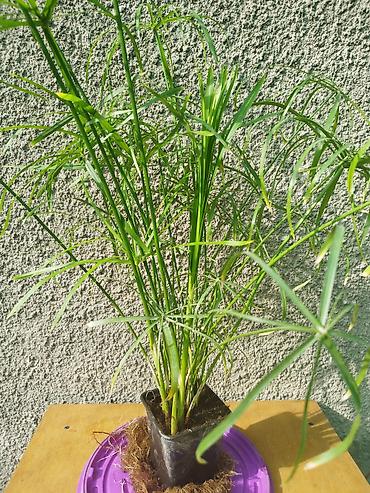 мох сфагнум: Циперус (Cyperus alternifolius)кудрявый комнатное болотное растение в — 3