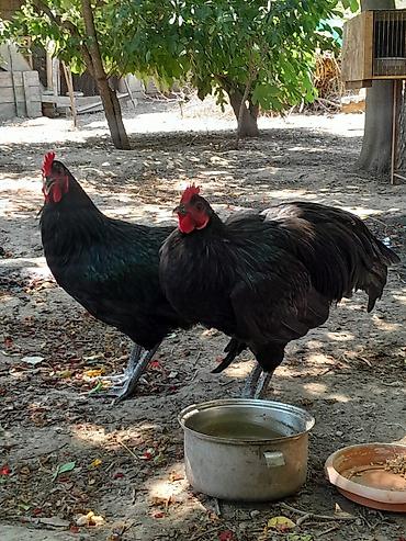 meşə toyuğu: Təmiz avsrolop xoruzlardi 5ayliqdi 3 kiloya yaxin çəkiləri var — 7