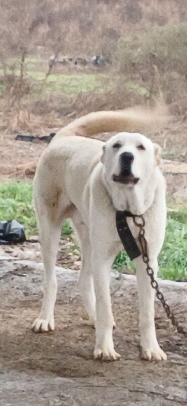 İtlər: Alabay, 8 ay, Erkek, Peyvəndli, Ödənişli çatdırılma — 1