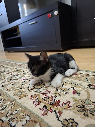 где можно взять кошку: 1 месяц, Девочка — 5