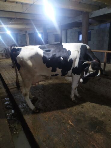 Коровы, быки: Продаю | | Голштин, Алатауская | Для молока | Племенные