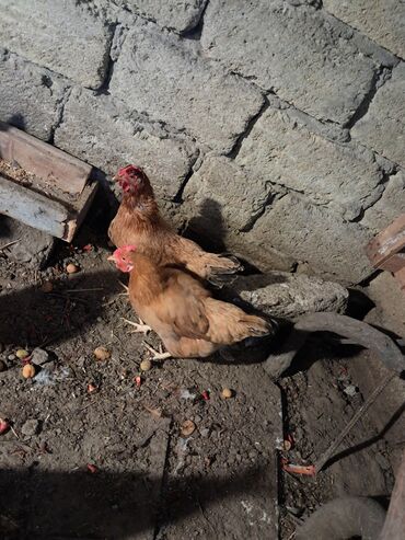 simmental ineklerin satisi: Yunurtayilar vacib satilir 1 ilikdiler