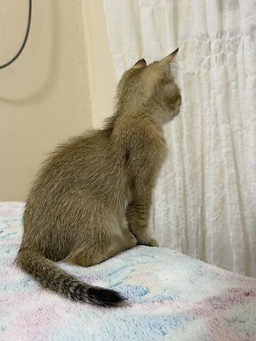 ласка: Британская короткошёрстная, 2 месяца, Мальчик, Золотая шиншилла, Приучена к лотку, Проглистована, С документами — 2