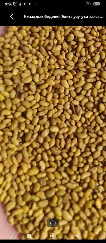 Люцерна: БЕДЕ УРУК САТЫЛАТ! МЕСНЫЙ КАРА - БАЛТАНЫКЫ. ОЗУБУЗДУН ЖЕРДИКИ — 2