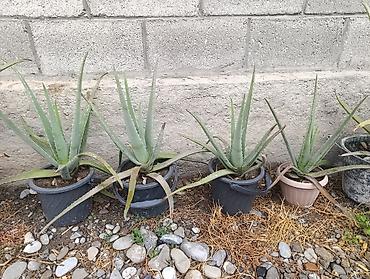 купить перлит: Алоэ вера (Aloe barbadensis) в горшках - Крупные взрослые розетки с — 4