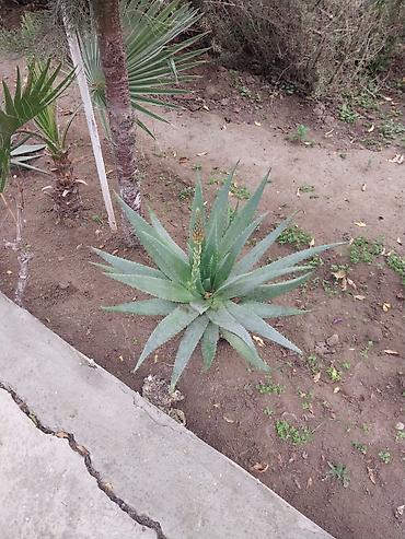 tikanlı bitkilər: Alaqə vera (Aloe vera) dekorativ və faydalı sukulent bitki.25 bew — 1