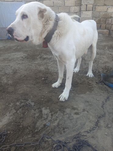 golden retriever satılır: Алабай, 1 год, Самец