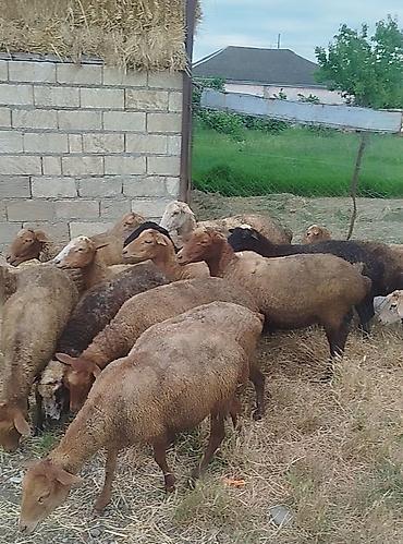 mal bazarı: 340 azn 50 baş ana qoyun — 2