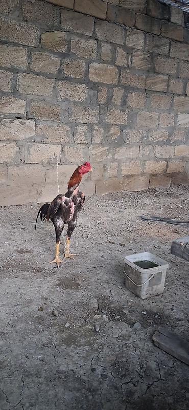 xoruz heyratı: Heyratı satılır yaxşı cin axtaranlar narahat eləsin . - Cins: Aseel — 1
