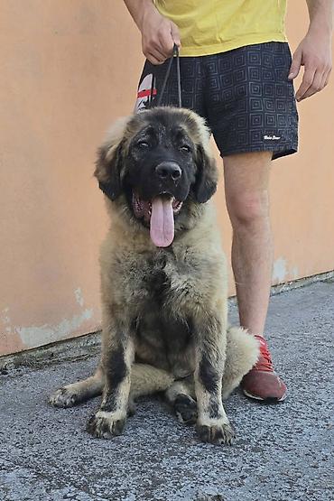 Psi: Kavkaski ovčar vrhunski štenci Odgajivačnica Petar Veliki FCI 4469 sa — 7