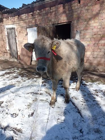 Коровы, быки: Продаю | Тёлка | Полукровка | На откорм | Привязанные — 10