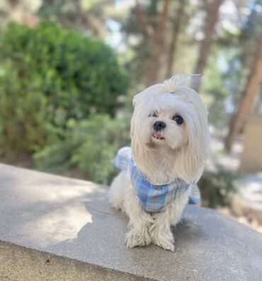 İtlər: 1 ay, Erkek, Peyvəndli — 23