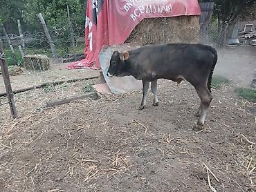 кошки бишкек: Продаю | Бык (самец) — 3