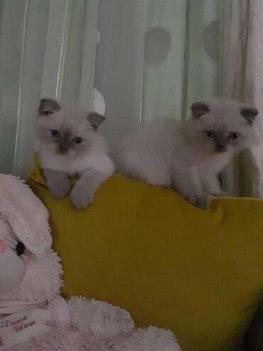 сиамские котята: Породистые котята _24.04.24- дата рождения. все вопросы по Ватсапу