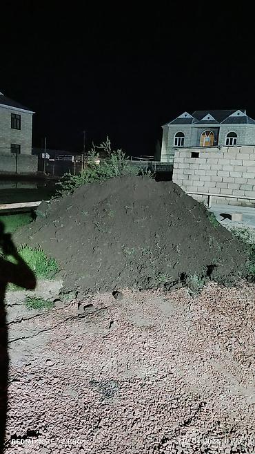 çöl bitkiləri: Qara torpaq – bağ və landşaft işləri üçün Məhsul təsviri: - Təbii — 1