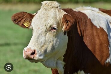 Башка кызматтар: Скупаю КРС на мясо дорого, быки,коровы Вынужденный забой тоже если