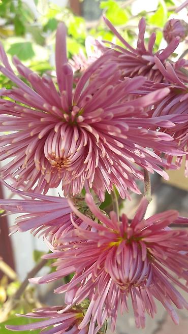 Гортензия: Гортензия БЕЛАЯ садовая. Крупные БЕЛЫЕ шары с футбольный мяч — 16