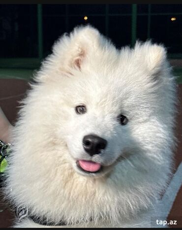 ucuz ev itləri: Samoyed, 2 il, Erkek, Cütləşmə üçün, Ünvandan götürmə