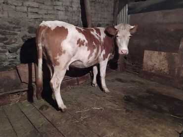simmental inək cinsi: Dişi, Simental, il: 1, 400 kq, Damazlıq, Südlük, Ünvandan götürmə