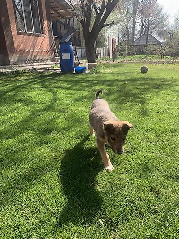 Продажа собак: Лайка, 3 месяца, Самец — 24