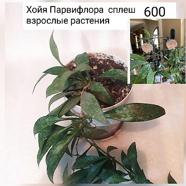 Другие комнатные растения: Продаю цветы — 8