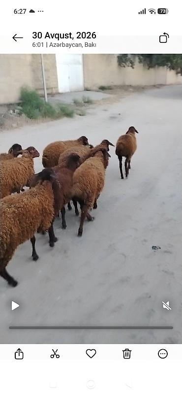satdiq danalar: Quzu, Erkək, Qala, ay: 1, 25 kq, Damazlıq, Ünvandan götürmə — 2
