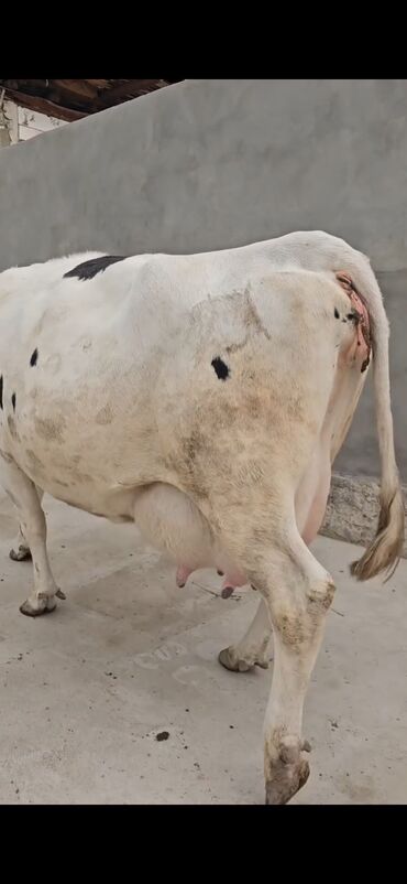 Inəklər, öküzlər: Süd istiqamətli inək – Holştayn tipli, ağ-qara rəngli. Xüsusiyyətlər — 4