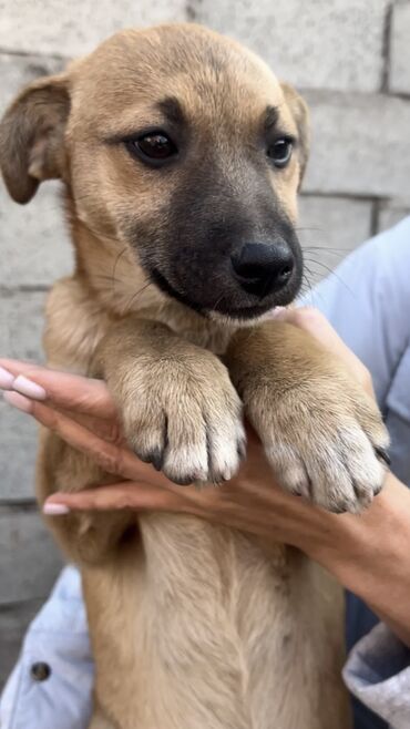 Отдам даром собаку: Собака даром: Дворняжка, 4 месяца, Самка, С прививкой — 7