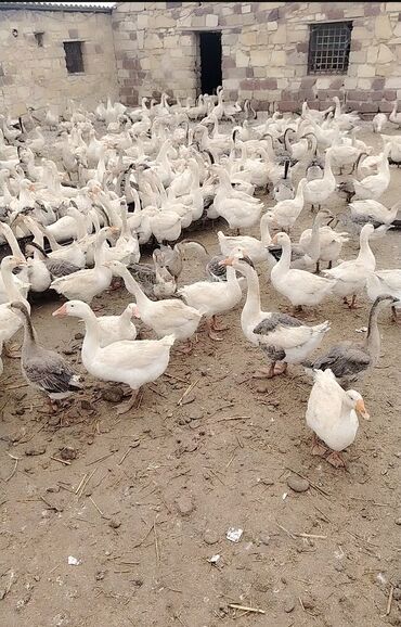it adları oğlan: Qazlar 6 ayliqdi hamısı bu ilin beçeleridi. Cemi 700 baş qazdi. Sirf