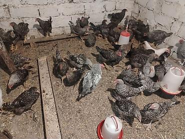 meşə toyuğu: Xarkov sortu, vaksinləri vurulub, 4 aylıqdır, cəmi 70 dənə qalıb ciddi — 1