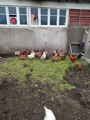 Toyuqlar: Toyuq, Damazlıq — 11