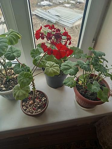 Другие комнатные растения: Продаю комнатные цветы — 11