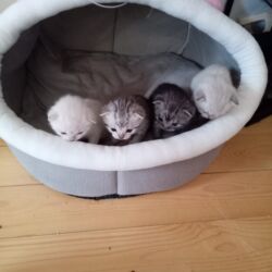 Pişiklər: Şotland, Dişi, Yaxşı əllərə, Ünvandan götürmə -da lalafo.az — 6 Pişiklər: Şotland, Dişi, Yaxşı əllərə, Ünvandan götürmə — 6