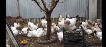 курица живая: Продаю | Куры, Инкубационные яйца
