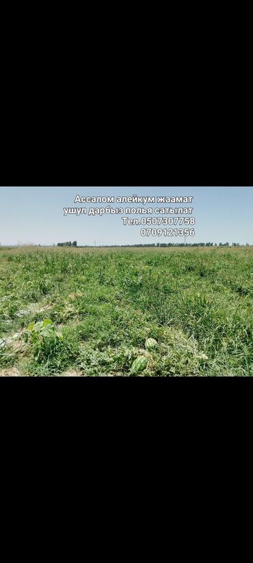цена мясо в бишкеке сегодня: Дарбыздар Дүңүнөн, Өзү алып кетүү