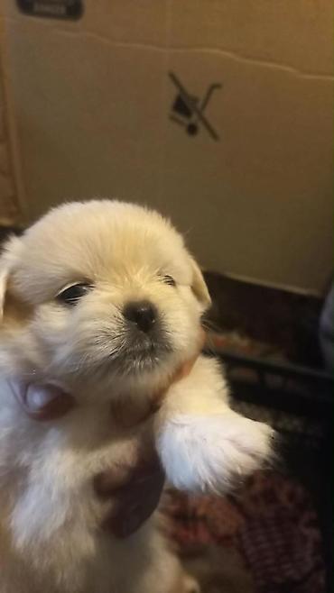 it satiram: Pekines, Dişi — 2
