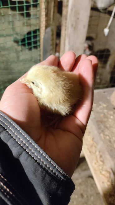 Xoruzlar: Xoruz, Brama, il: 1, Ünvandan götürmə, Ödənişli çatdırılma — 19