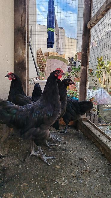 arı satisi: Toyuq, Australorp, Ətlik — 4