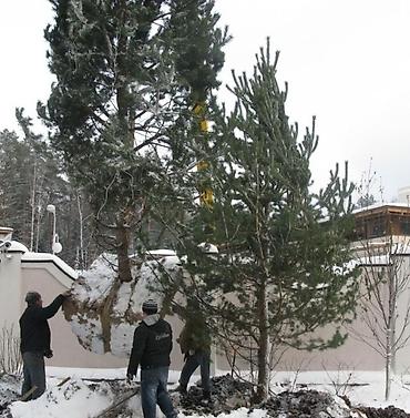 Уборка территории: Уборка территории — 4