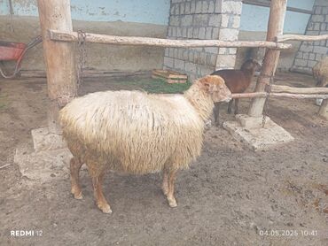 Qoyunlar, qoçlar: Dişi, il: 4, 45 kq, Damazlıq, Ünvandan götürmə