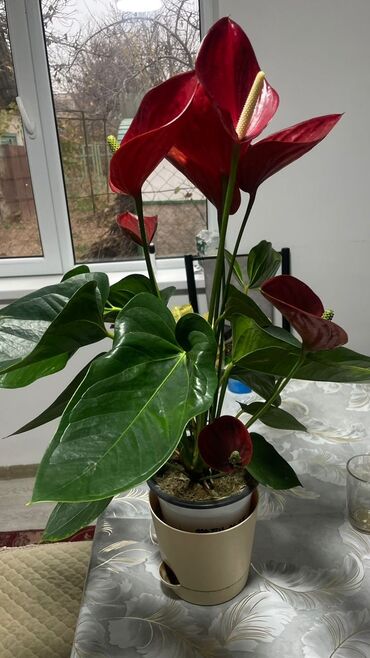 стол стул мебель: Продам все за 4000