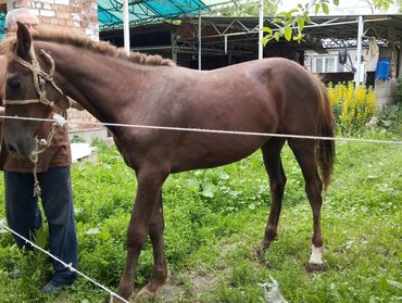 конный завод донской продажа лошадей: Сатам | Бээ (ургаачы), Тай