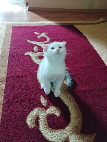 вислоухий котенок сколько стоит: Шотладская вислоухая