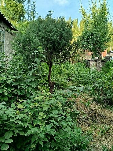 Жер тилкелери: 58 соток, Кызыл китеп — 6