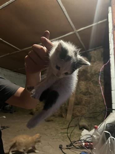 Продажа кошек: Бесплатно. - Трёхцветные (черно-рыже-белые) с выразительными — 4