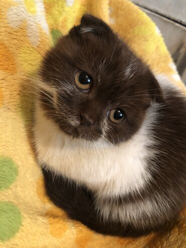 фурминатор для кошек: Срочно ! Продается котенок Скоттиш фолд возраст 3 месяцев окрас