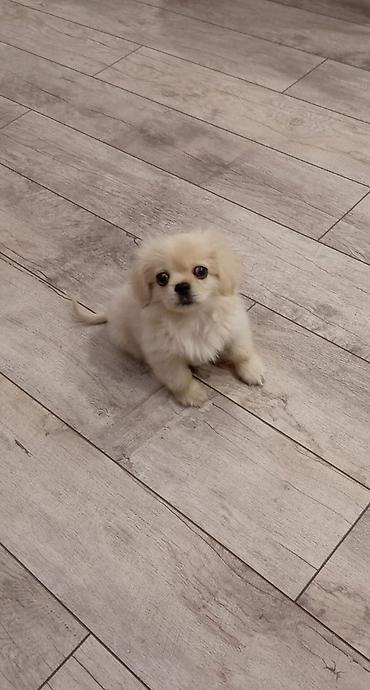 Pekines, 3 ay, Erkək lalafo.az -da Pekines, 3 ay, Erkək