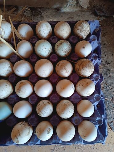 lal ordek: Kuban ördək yumurtaları təmiz qan kuban ördək yumrutalaridir zakas