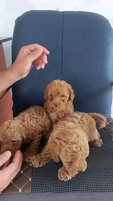 toy budel: Pudel, 2 ay, Erkək, Ünvandan götürmə, Ödənişli çatdırılma — 2