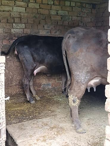 Коровы, быки: Продаю | Корова (самка) — 17